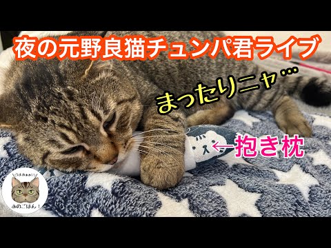 元野良猫チュンパ君夜のまったりライブ(野良ちゃんも来たらやるよ)【テスト】
