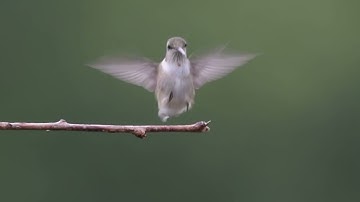 Hummingbird Vignettes 100