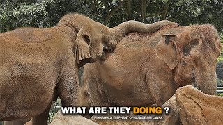 its Unbelievable moment | elephant orphanage sri lanka 2023