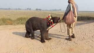 Reach Ka Tamasha Reach Ka Dance Big Bear In Stan Subscribe Channel Mely Zindgi Dy