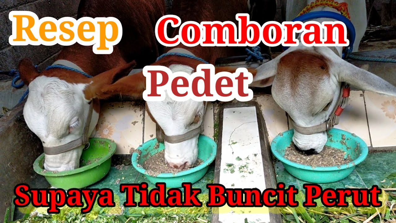 Pedet imut! ! ! resep comboran pedet supaya tidak buncit perut - resep comboran pedet