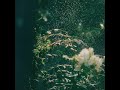 マカロニえんぴつ「運命さがし」(Official Audio)のサムネイル