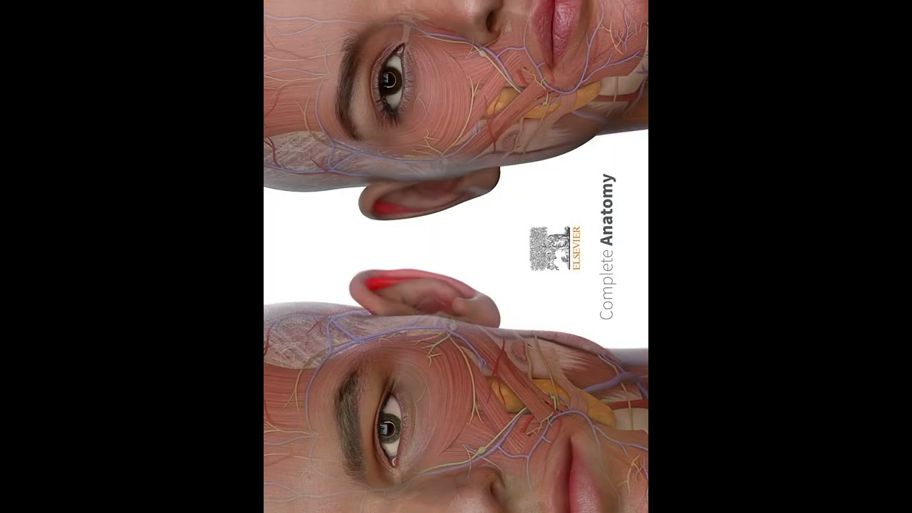 الجهاز العضلي