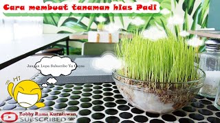 Tanaman Hiasan Padi untuk dalam ruangan. Padi jadi tanaman hias? Kenapa tidak. Yuk simak tutorialnya