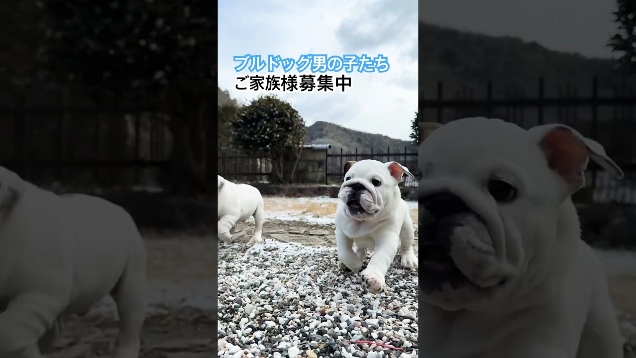 ブルドッグ男の子たち。生後105日の男の子、生後81日のツインズのご