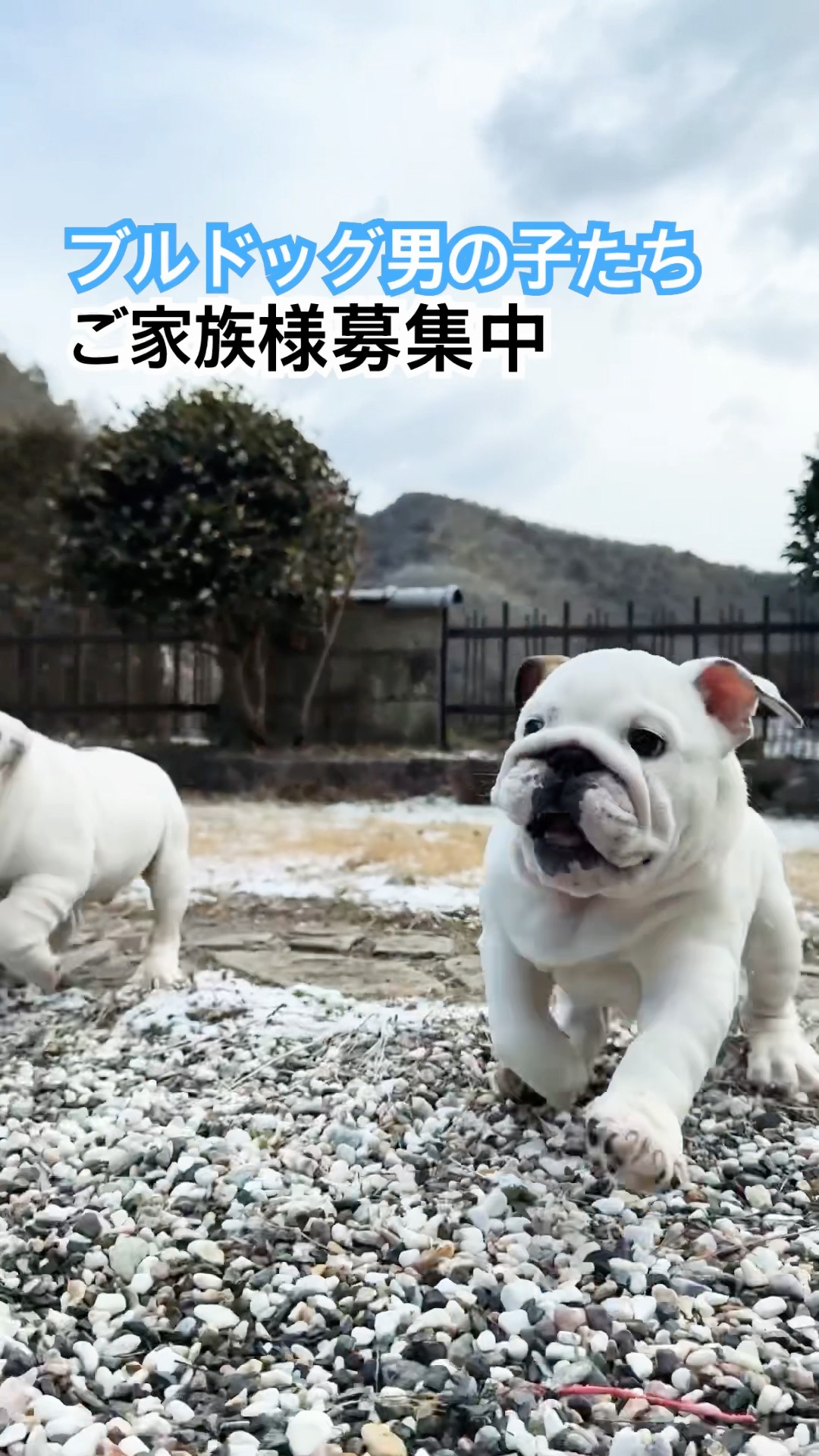 ブルドッグ男の子たち。生後105日の男の子、生後81日のツインズのご