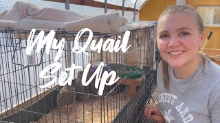 ~My Quail Set Up~ Cages, bedding, and feed