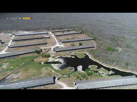 Drones Expose Factory Farms in Mexico