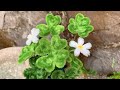ABC TV | How To Make Clover Tree With Pipe Cleaner - Craft Tutorial