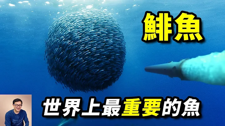 用魚雷轟炸鯡魚群，到底是在幹嘛？鯡魚罐頭挑戰，原來都吃錯了！世界上最重要的魚來啦【老肉雜談】 - 天天要聞