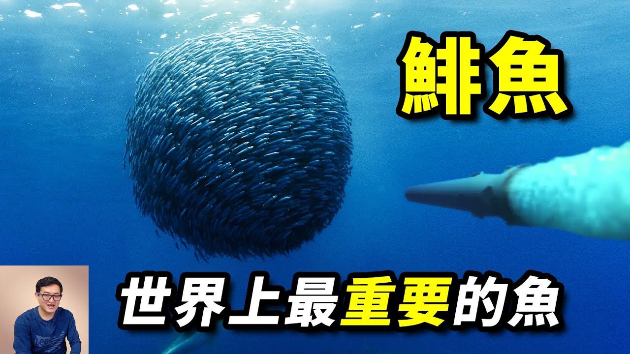 用魚雷轟炸鯡魚群，到底是在幹嘛？鯡魚罐頭挑戰，原來都吃錯了！世界上最重要的魚來啦【老肉雜談】#動物 #海洋生物 #海鮮 #魚 #fish