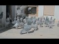 New pigeon  pigeon in quetta  fighter pigeons  babo new pigeons hazara town quetta