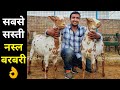 बरबरी नस्ल में बकरी पालन की फुल जानकारी|Barbari Goat Farm Monu Qureshi Mathura