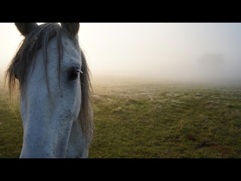 Video: Wann Weide nachsäen?