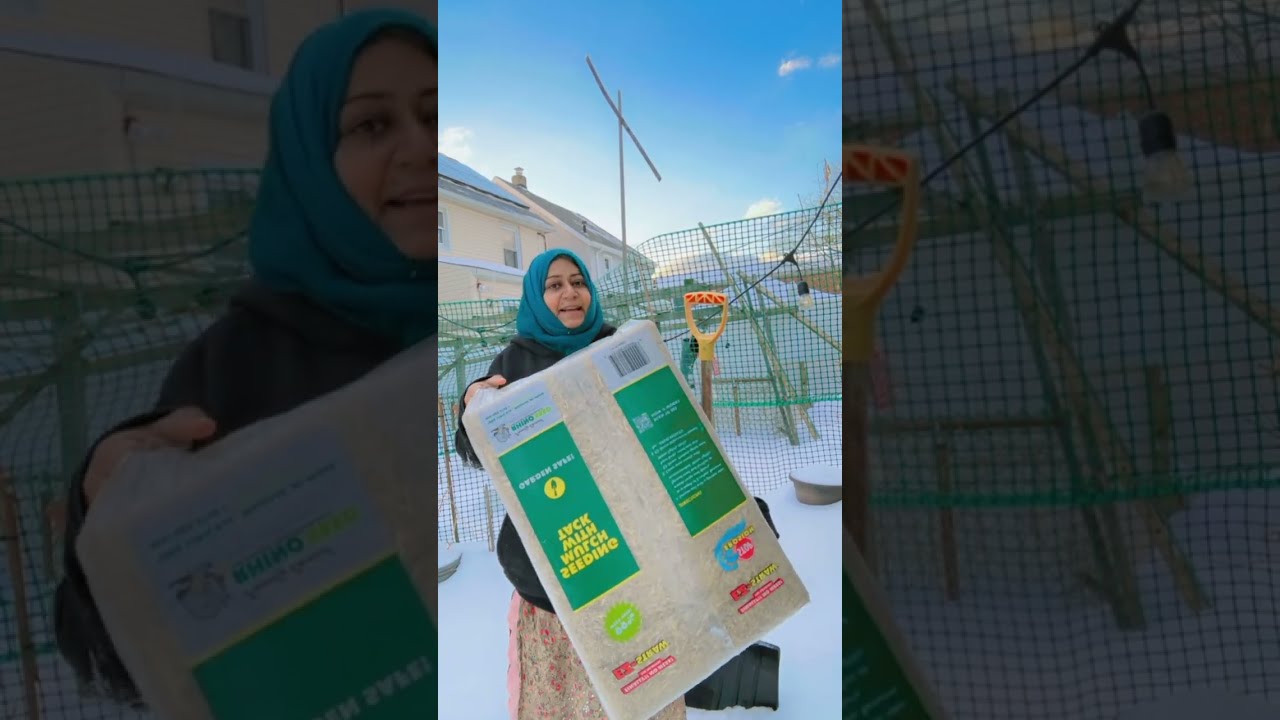 নিউইয়র্কের এই কঠিন ঠান্ডায় কেন মুরগি গুলো আমার ঘরে তুলতে পারবো না। 