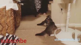 Funny video | Child video | Fun | funny cat |