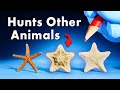 Everything You Didn T Know About Starfish 