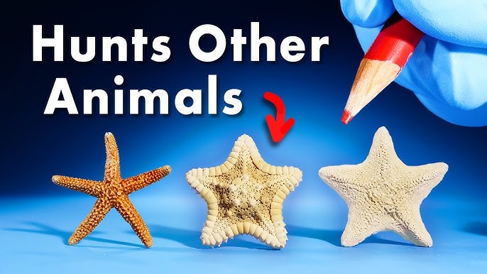 9 Cool Facts About Starfish