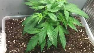 Pc grow box Lockstock part 2