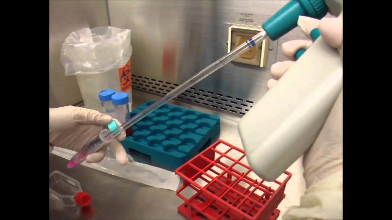 Cell Culture Video YouTube