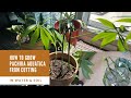 Grow Pachira Aquatica from cutting (Money Plant)