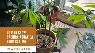 Grow Pachira Aquatica from cutting (Money Plant)