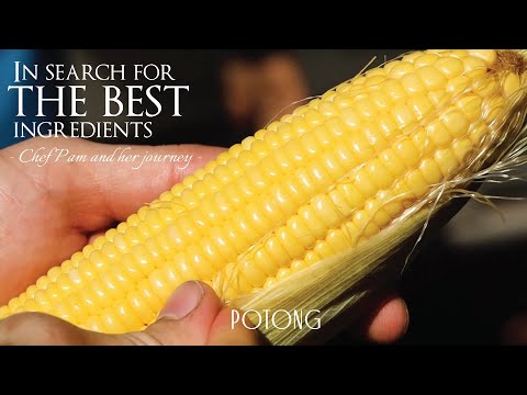 Restaurant POTONG: In search for the best ingredients | Corn |