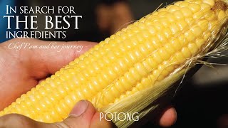 Restaurant POTONG: In search for the best ingredients | Corn |