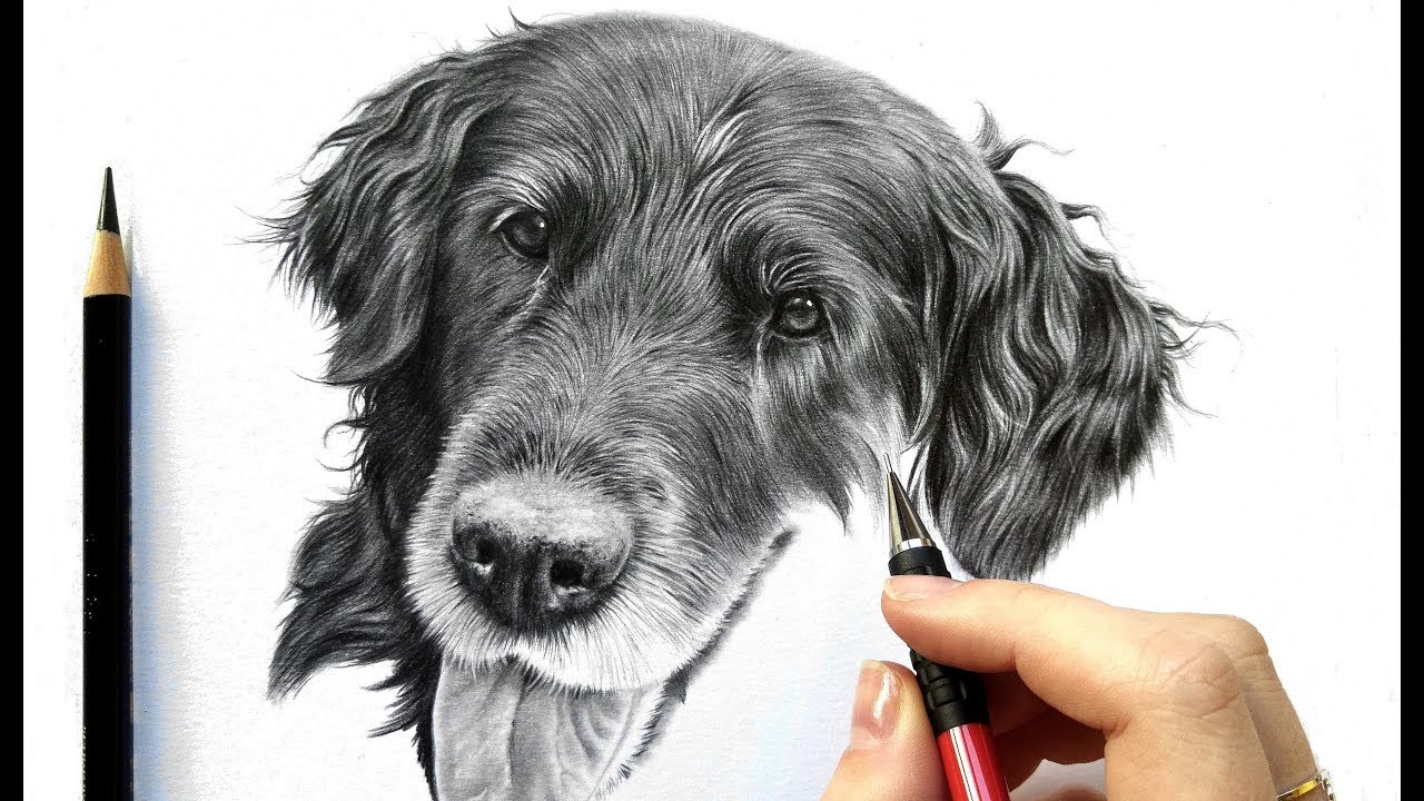 Drawing tutorial: How to draw realistic black fur - graphite and