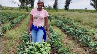 Must Watch ⚠;Consider these,Before You Invest in Bell Pepper /SweetPepper Production
