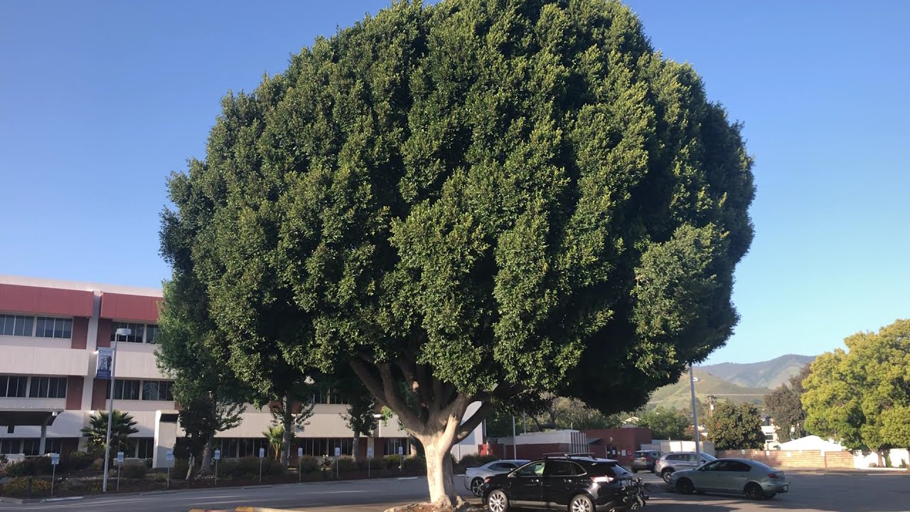 Most Impressive Parking Lot Tree Ever- Indian Laurel Fig
