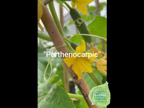 Vídeo: Plantas Polinizadoras do Noroeste: Cultive um jardim polinizador PNW