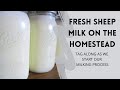 Fresh Sheep Milk on the Homestead - Our Milking Process