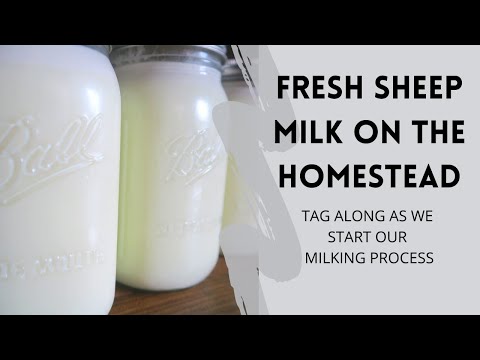 Fresh Sheep Milk