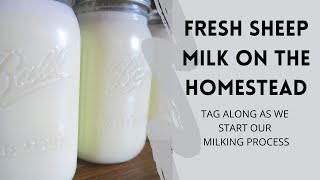 Fresh Sheep Milk on the Homestead - Our Milking Process