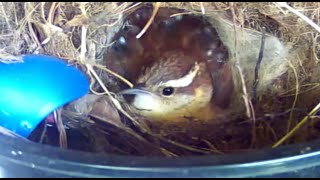 LIVE, Nesting Carolina Wren. Babies are growing