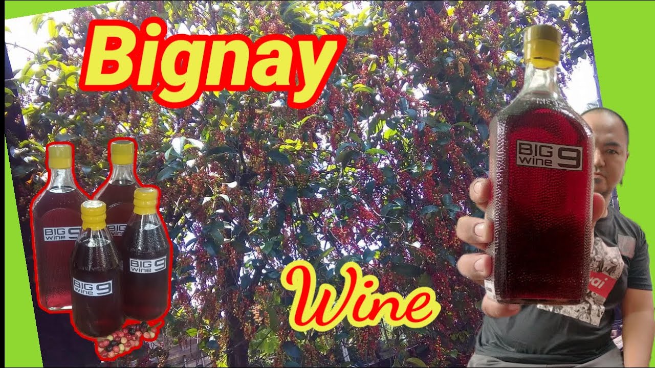 paano gumawa ng bignaywine / bugnaywine YouTube