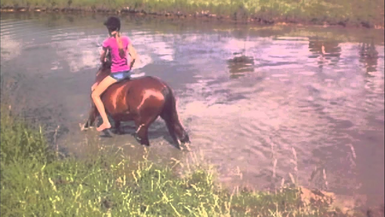 .Horse Swimming. YouTube