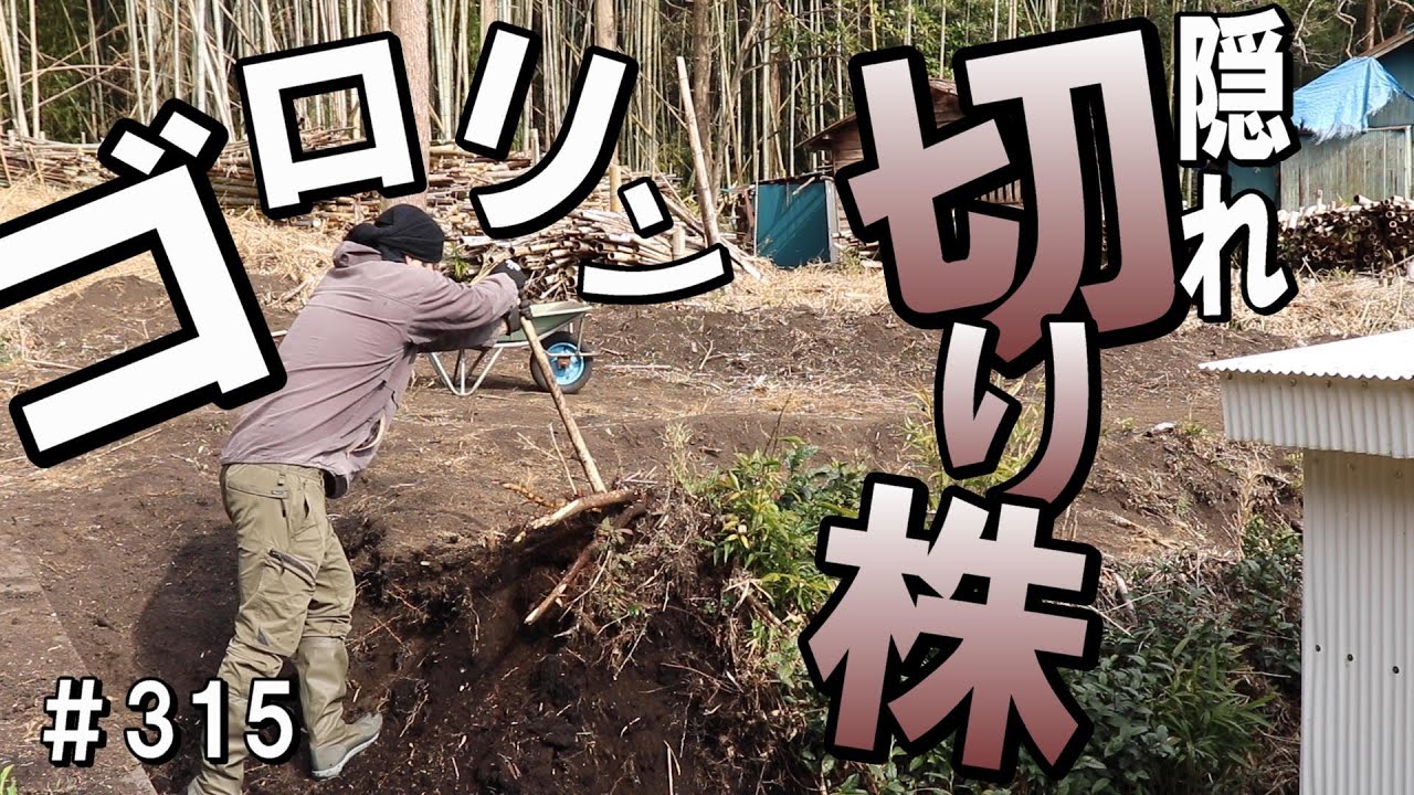 竹の根と杉の木の根が絡み合う切り株｜ボロッと気持ちよく取れた