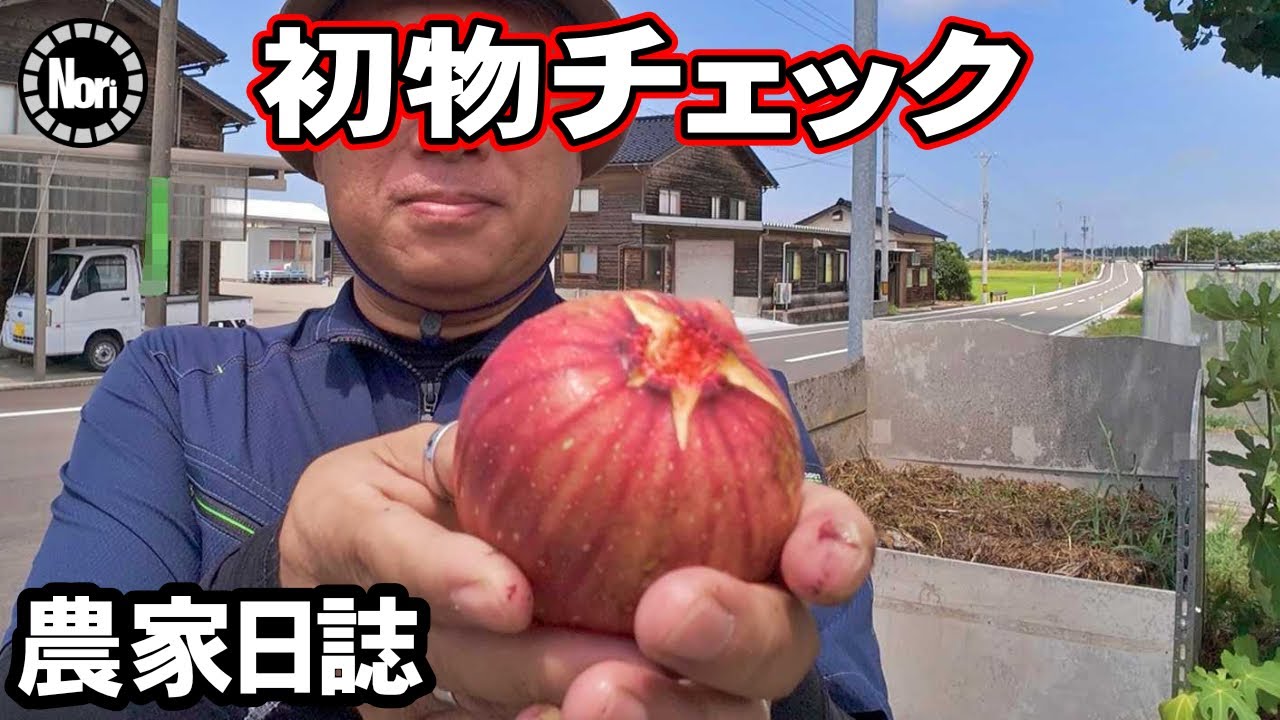 雨上がりの畑へ｜”初もの”をチェック【いちじく農家の観察日誌】