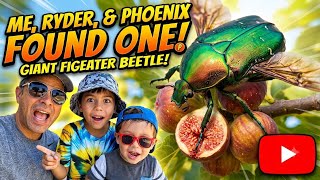 😱 We Found A GIANT FIGEATER BEETLE! 🌿