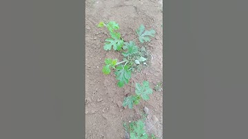 Dưa hấu em trồng