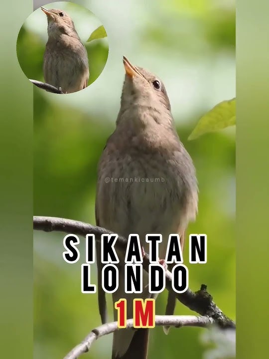 sikatan Londo 1milyar - suaranya ngeri sadis tembakan dan aumannya pecah !! #sikatanlondo