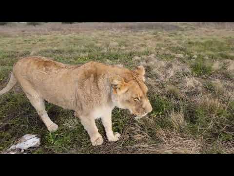 Will lioness Thicktail get in water?