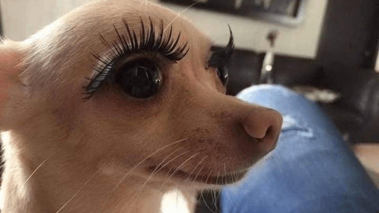 Adorable Pet Antics: Hilarious Cats and Dogs 🐱🐶