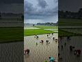 Experience the beauty of monsoon season in Indian villages! Watch farmers working in the rain, green