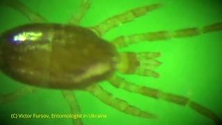 Под Микроскопом Ужасные Клещи: Клещи Parasitus на Шампиньонах на Рынке в Киеве видео Орибатиды