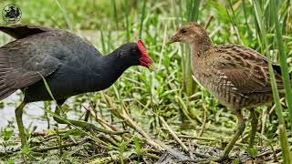 นกอีลุ้ม (Watercock):✨นกน้ำเจ้าเสน่ห์แห่งท้องทุ่งและหนองน้ำ🏆