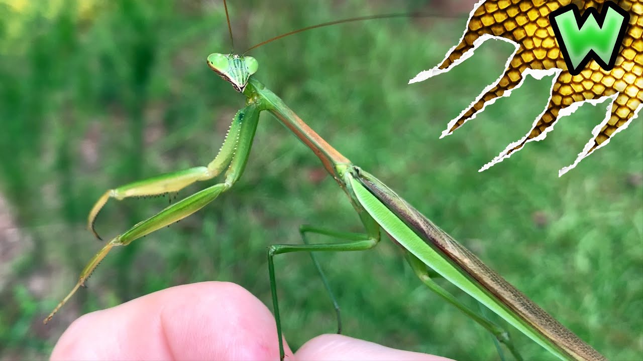 How to Catch a Praying Mantis IN YOUR BACKYARD! - YouTube