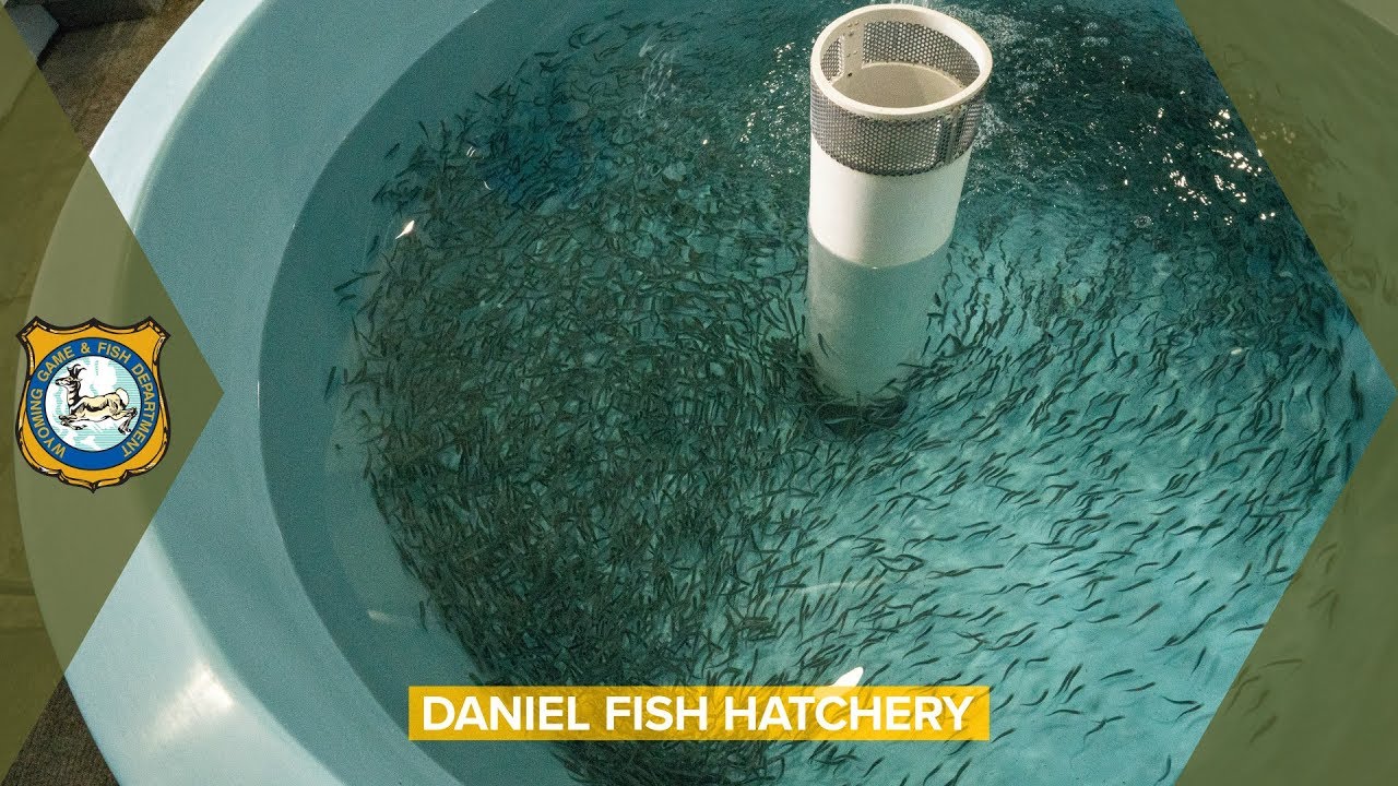 Wyoming Game and Fish Department - Daniel Fish Hatchery